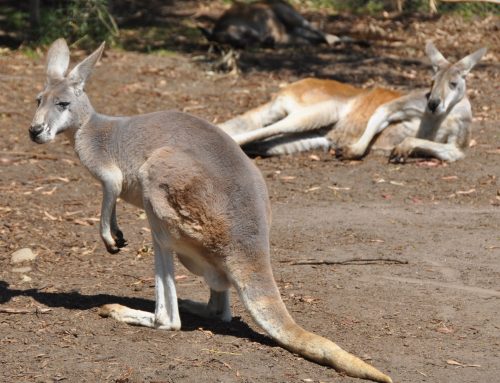 Healesville Sanctuary : la vie rêvée des animaux… du bush